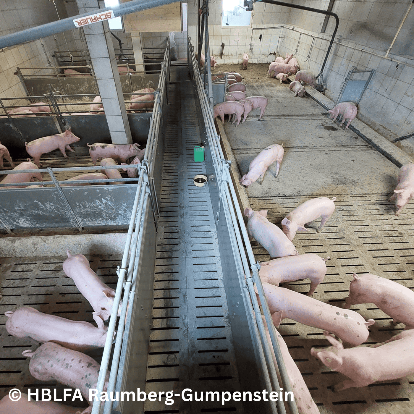 Folge 162: Tierwohl im bestehenden Schweinestall: Ergebnisse aus IBeSt episode artwork