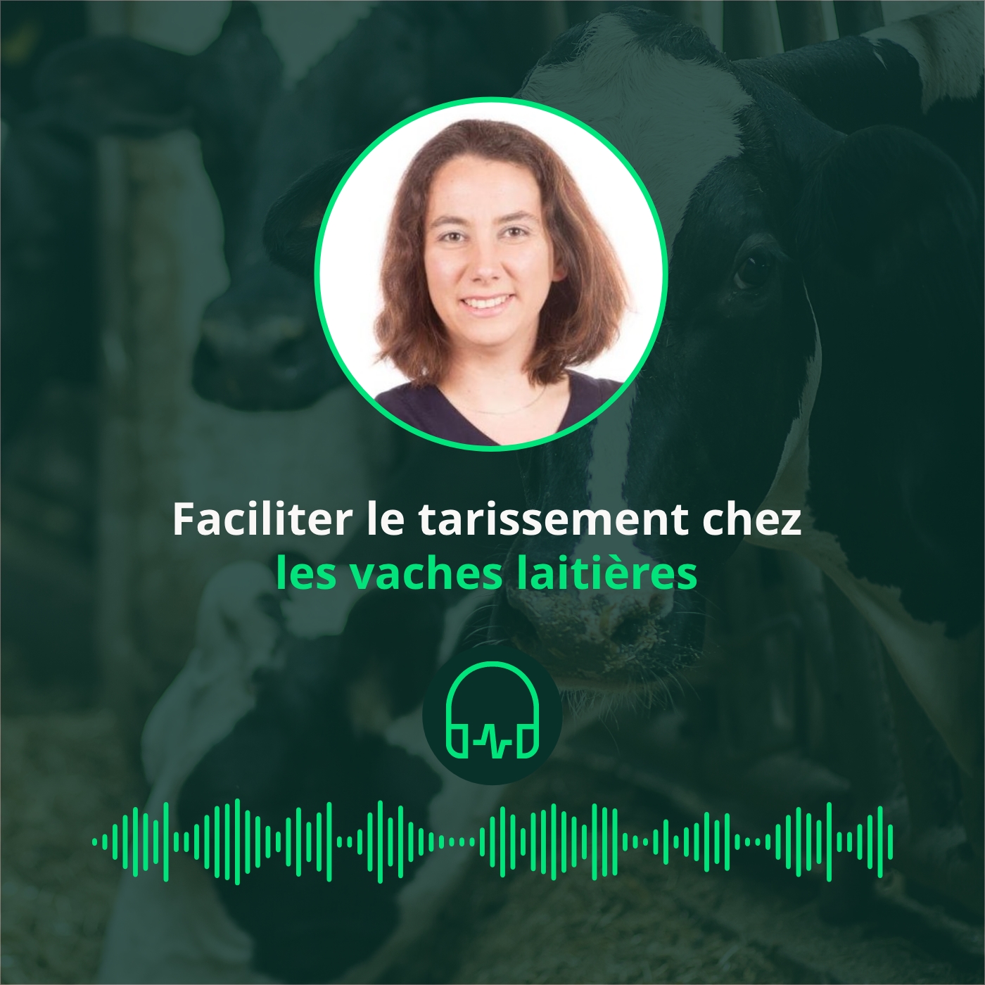 **En francais** - BOVIKALC® DRY – Faciliter le tarissement chez les vaches laitières