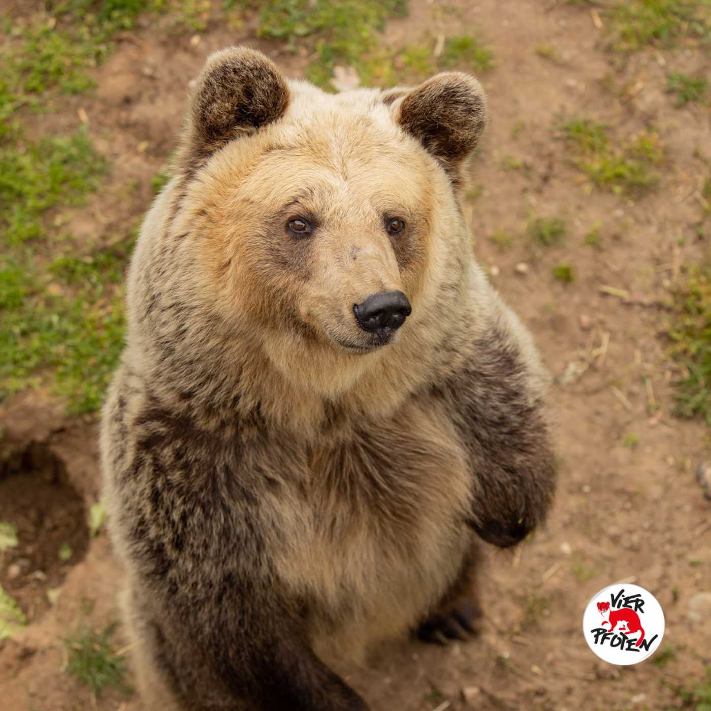 Mission Tierschutz – Der Podcast von VIER PFOTEN