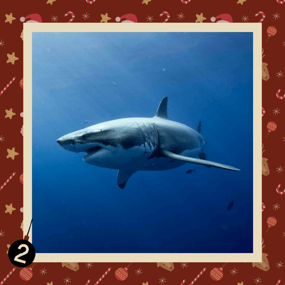 #diedreimjf - Adventskalender 2020 Türchen 2: Weißer Hai episode artwork