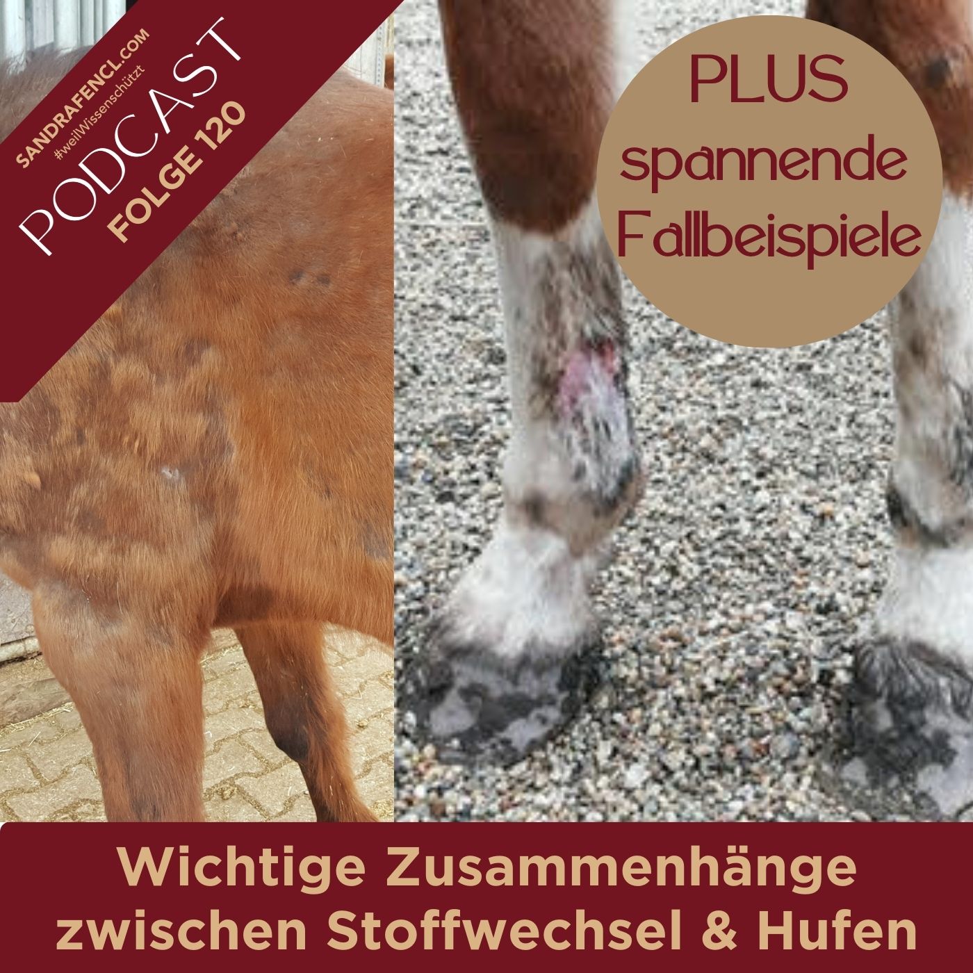 Pferdewissen - ganzheitlich & inspirierend mit Sandra Fencl