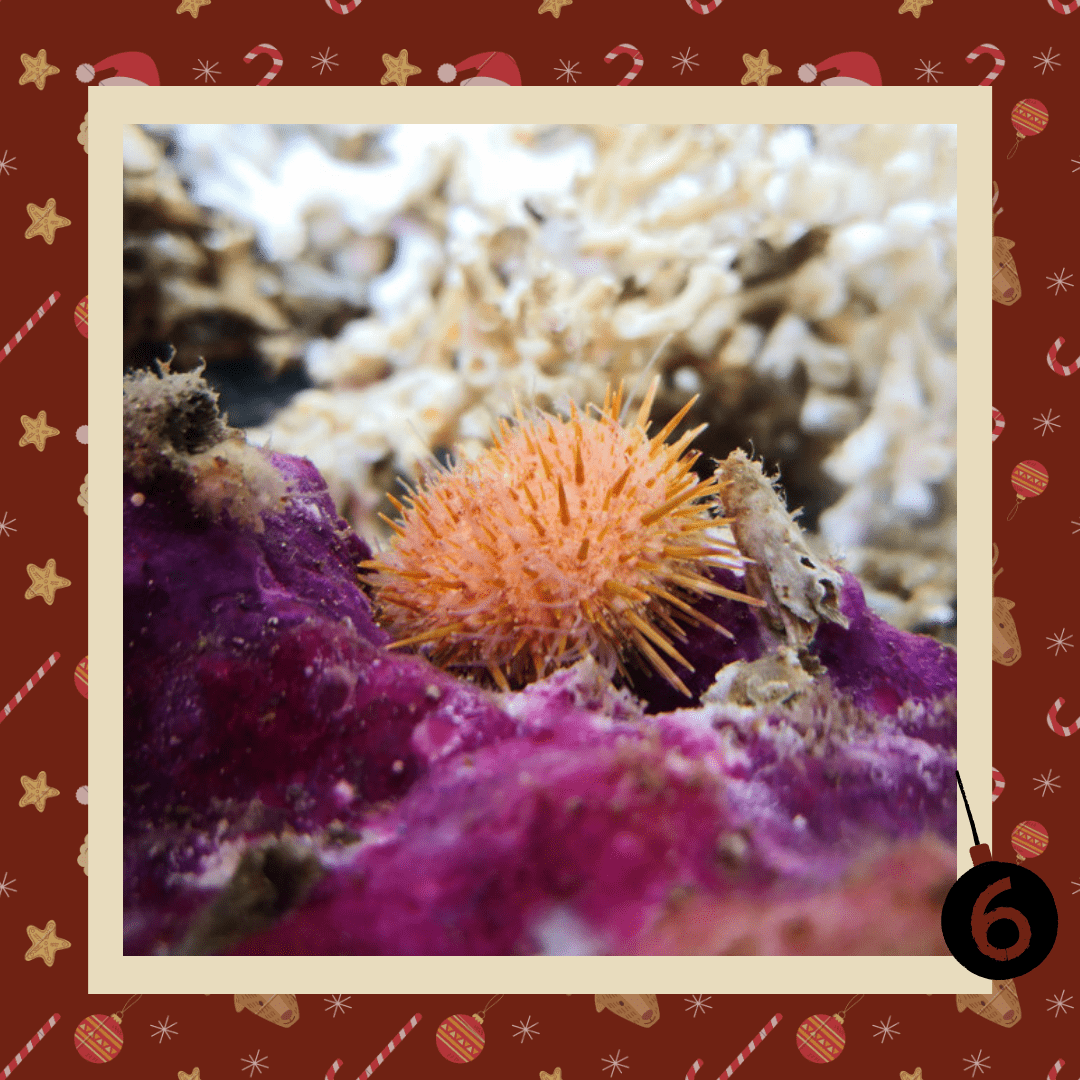 #diedreimjf - Adventskalender 2020 Türchen 6: Seeigel episode artwork
