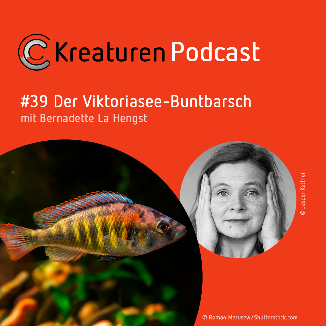 Kreaturen-Podcast – Folge 39: Der Viktoriasee-Buntbarsch mit Bernadette La Hengst episode artwork