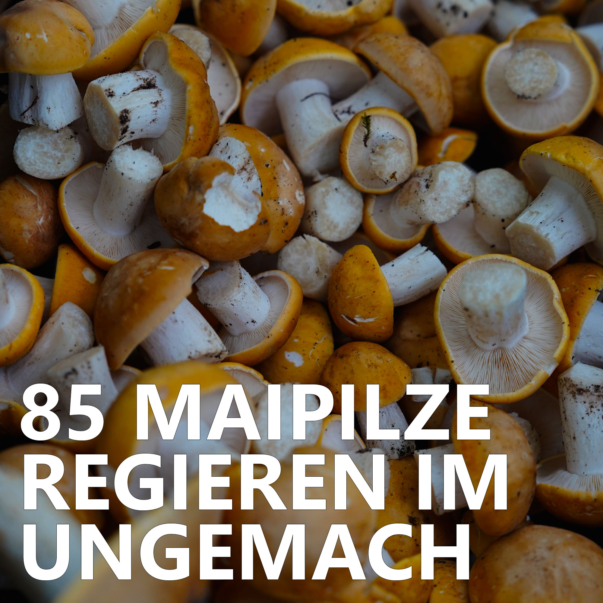 Der Pilzpodcast