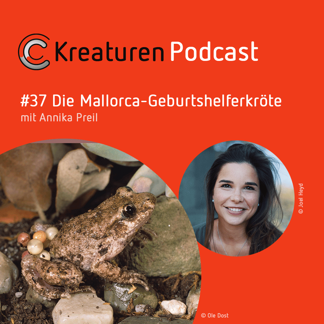 Kreaturen-Podcast – Folge 37: Die Mallorca-Geburtshelferkröte mit Annika Preil episode artwork