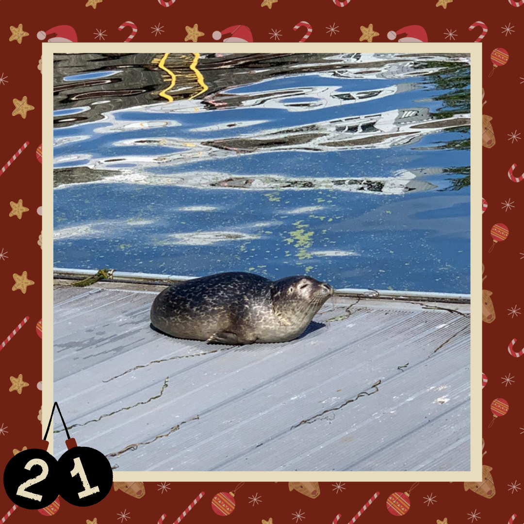 #diedreimjf - Adventskalender 2020 Türchen 21: Robben episode artwork