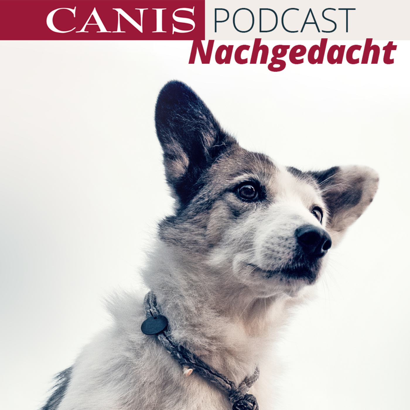 Der CANIS-Podcast – Hundeexpert:innen ausgefragt