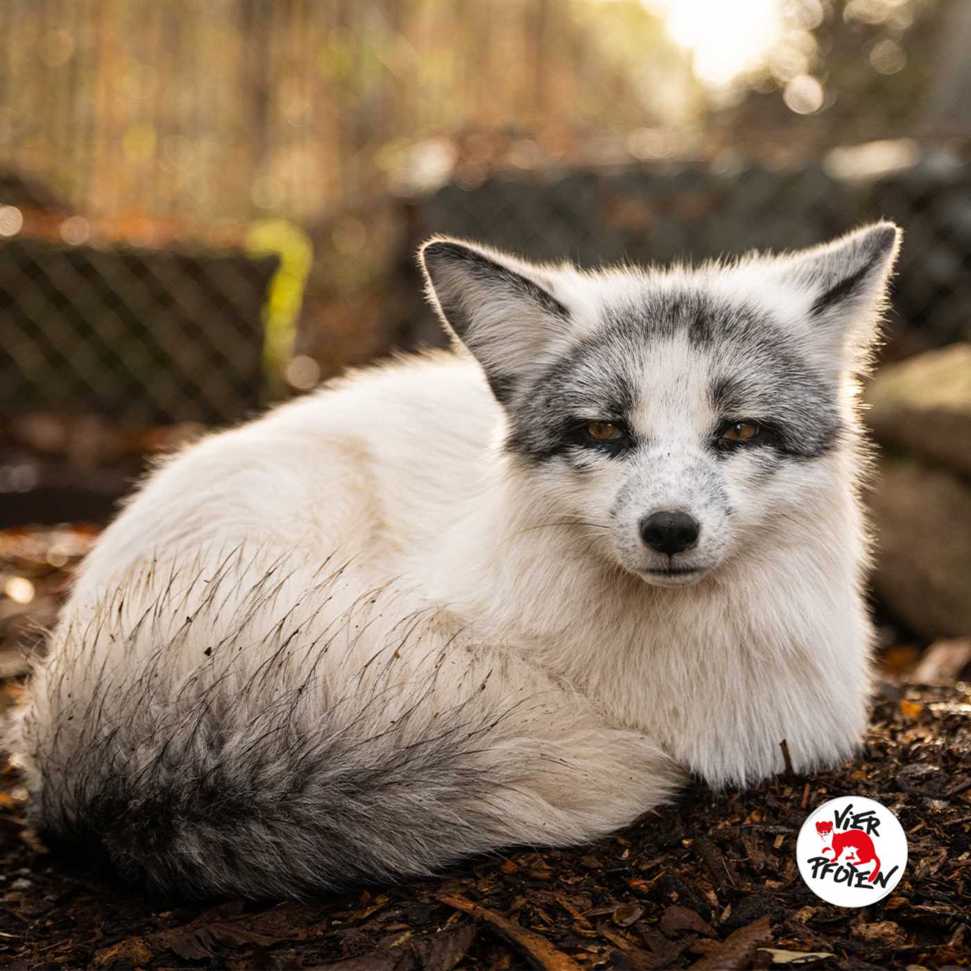Mission Tierschutz – Der Podcast von VIER PFOTEN