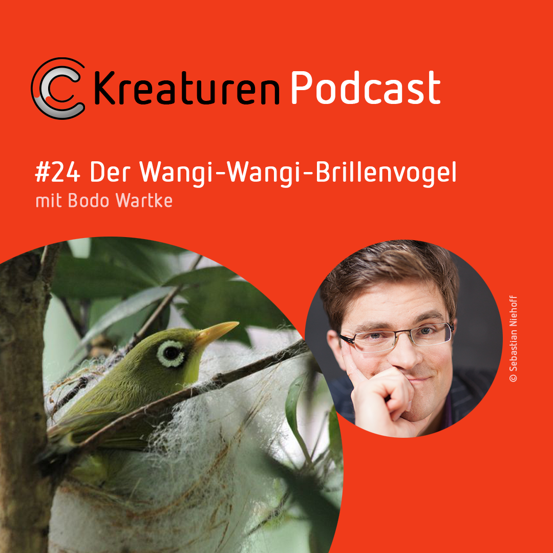 Kreaturen Podcast - Folge 24: Der Wangi-Wangi-Brillenvogel mit Bodo Wartke episode artwork