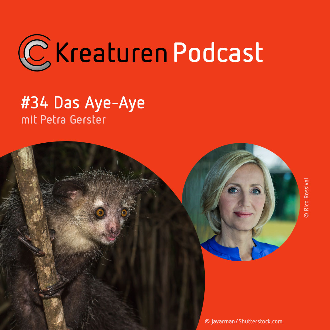 Kreaturen-Podcast – Folge 34: Das Aye-Aye mit Petra Gerster episode artwork