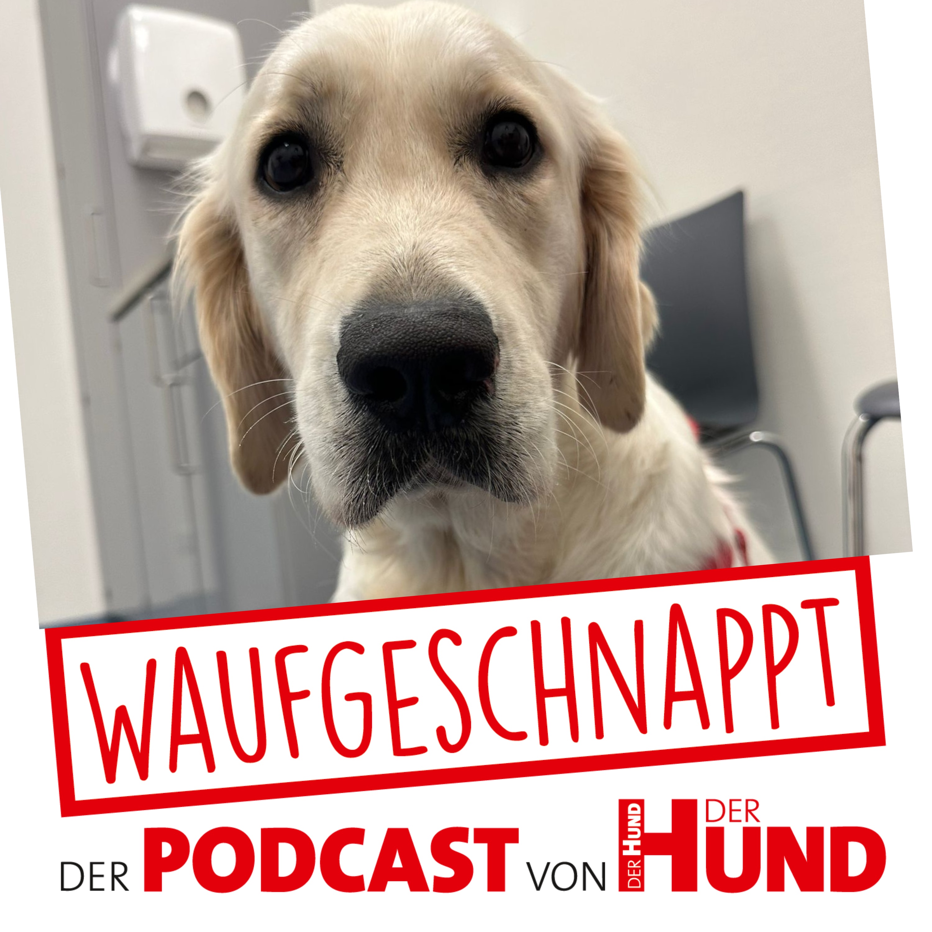 Waufgeschnappt - der Podcast von DER HUND