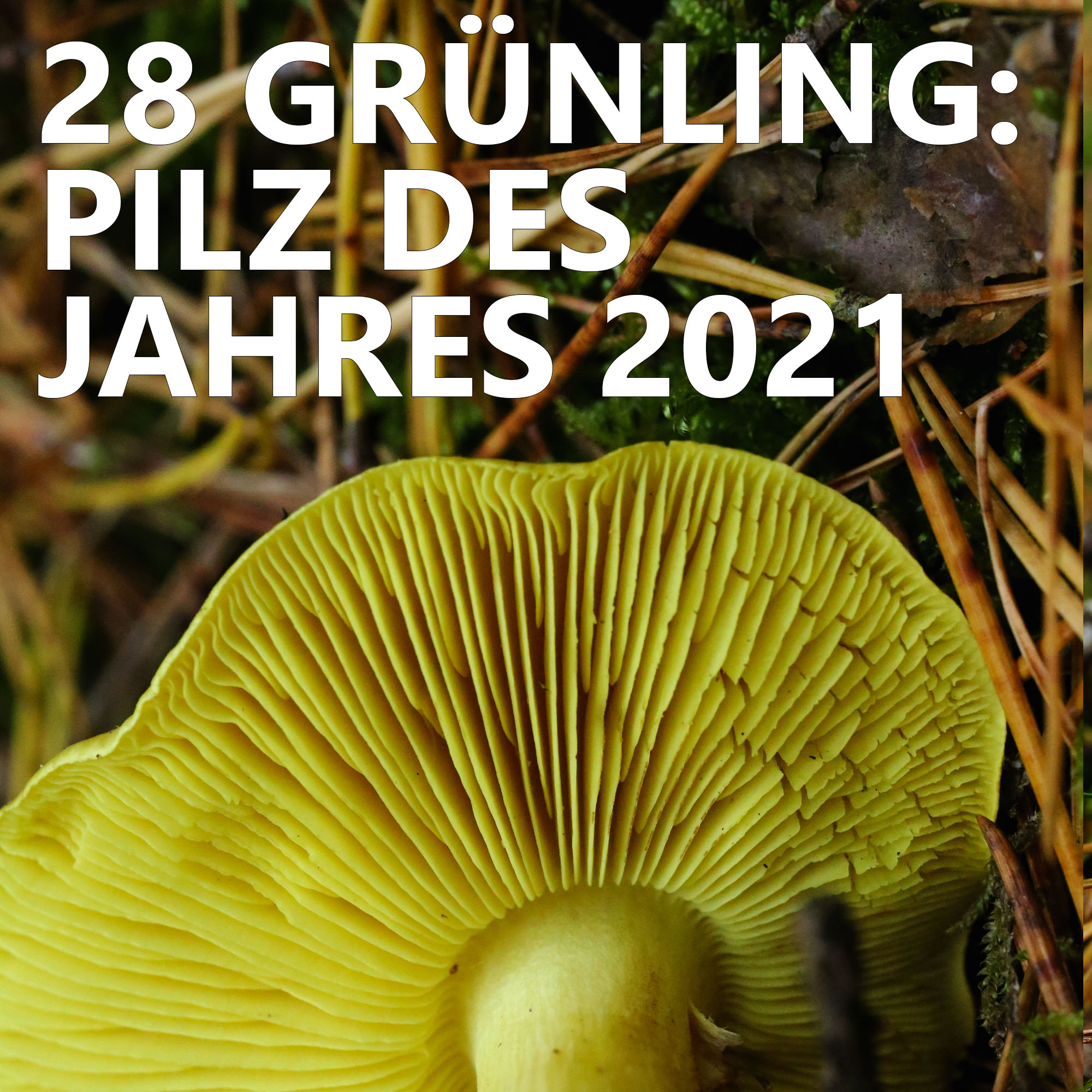 Der Pilzpodcast