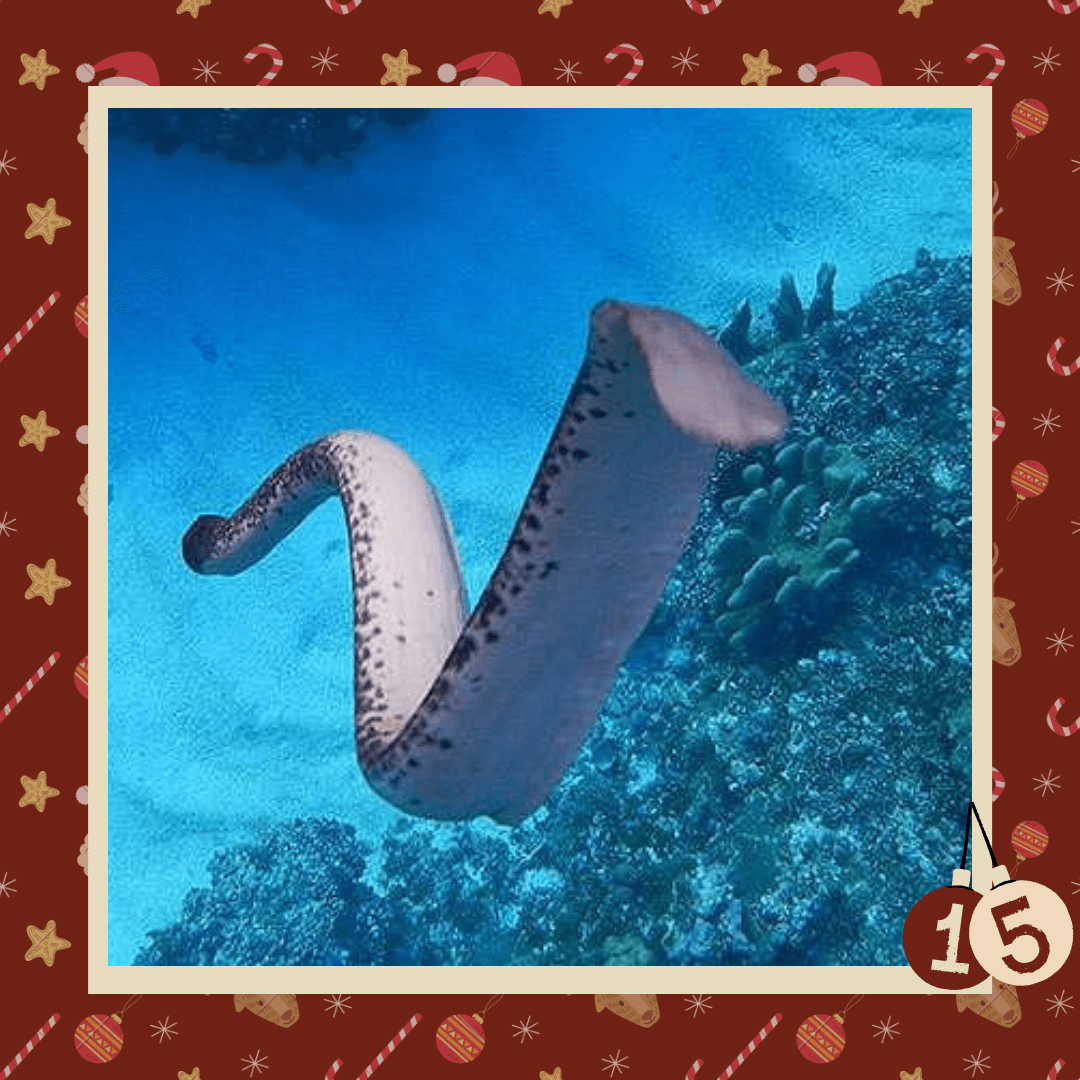 #diedreimjf - Adventskalender 2020 Türchen 15: Seeschlangen episode artwork