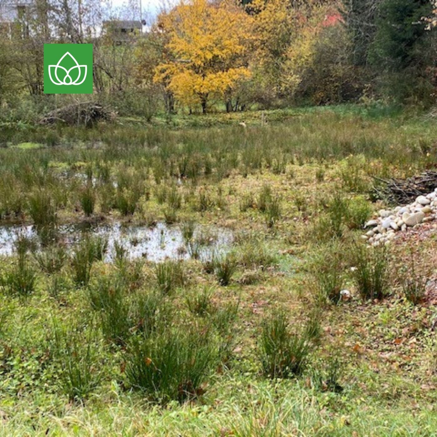 Die Natur und die Stadt