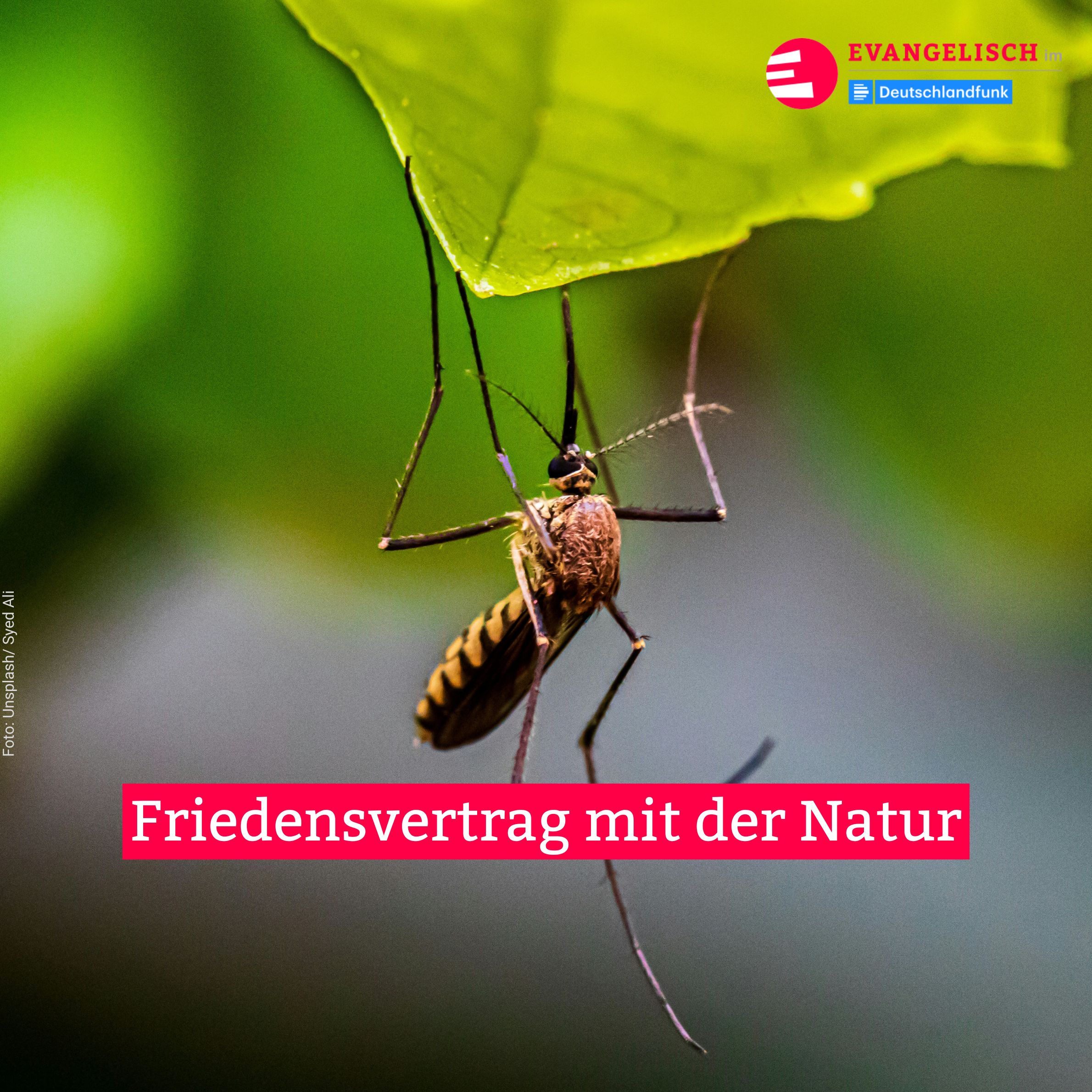 Friedensvertrag mit der Natur