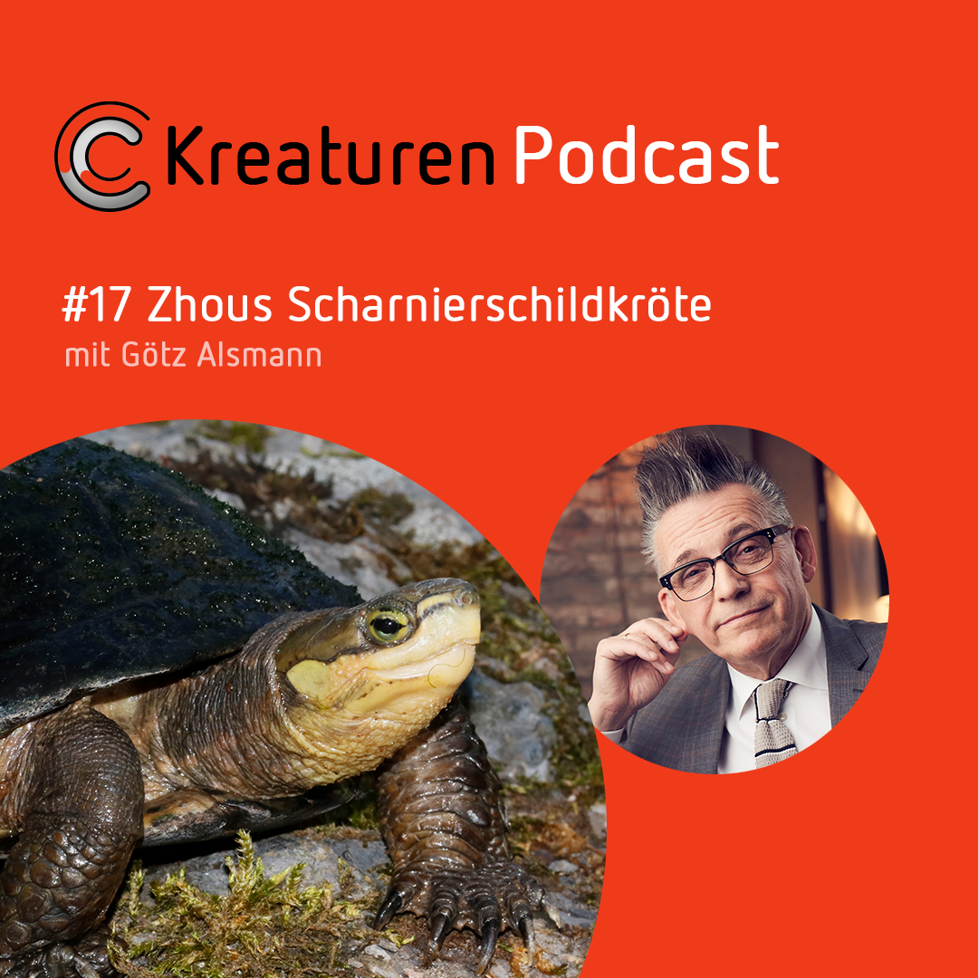 Kreaturen Podcast - Folge 17: Zhous Scharnierschildkröte mit Götz Alsmann episode artwork
