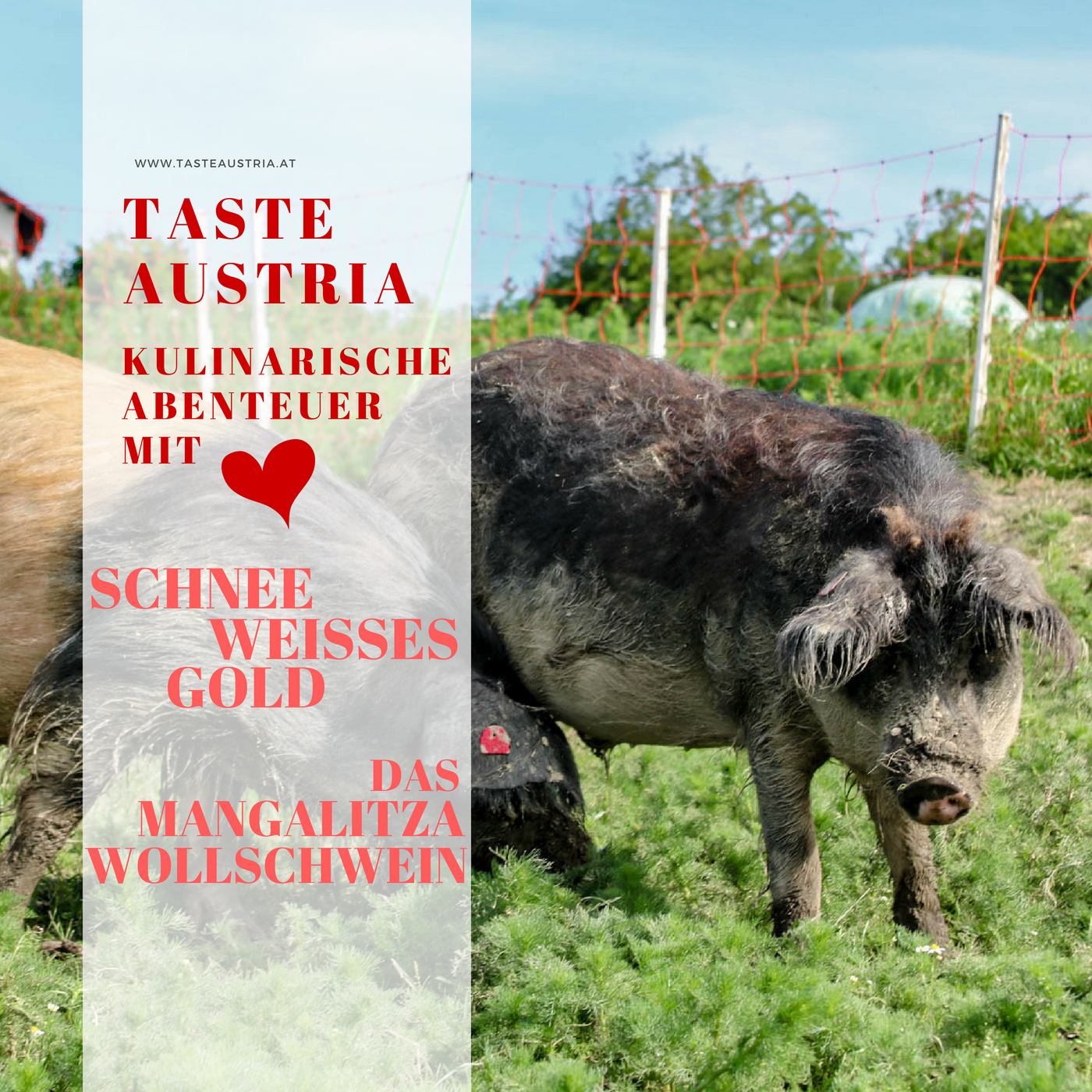 Folge #5 | Weisses Gold - Das Mangalitza Wollschwein episode artwork