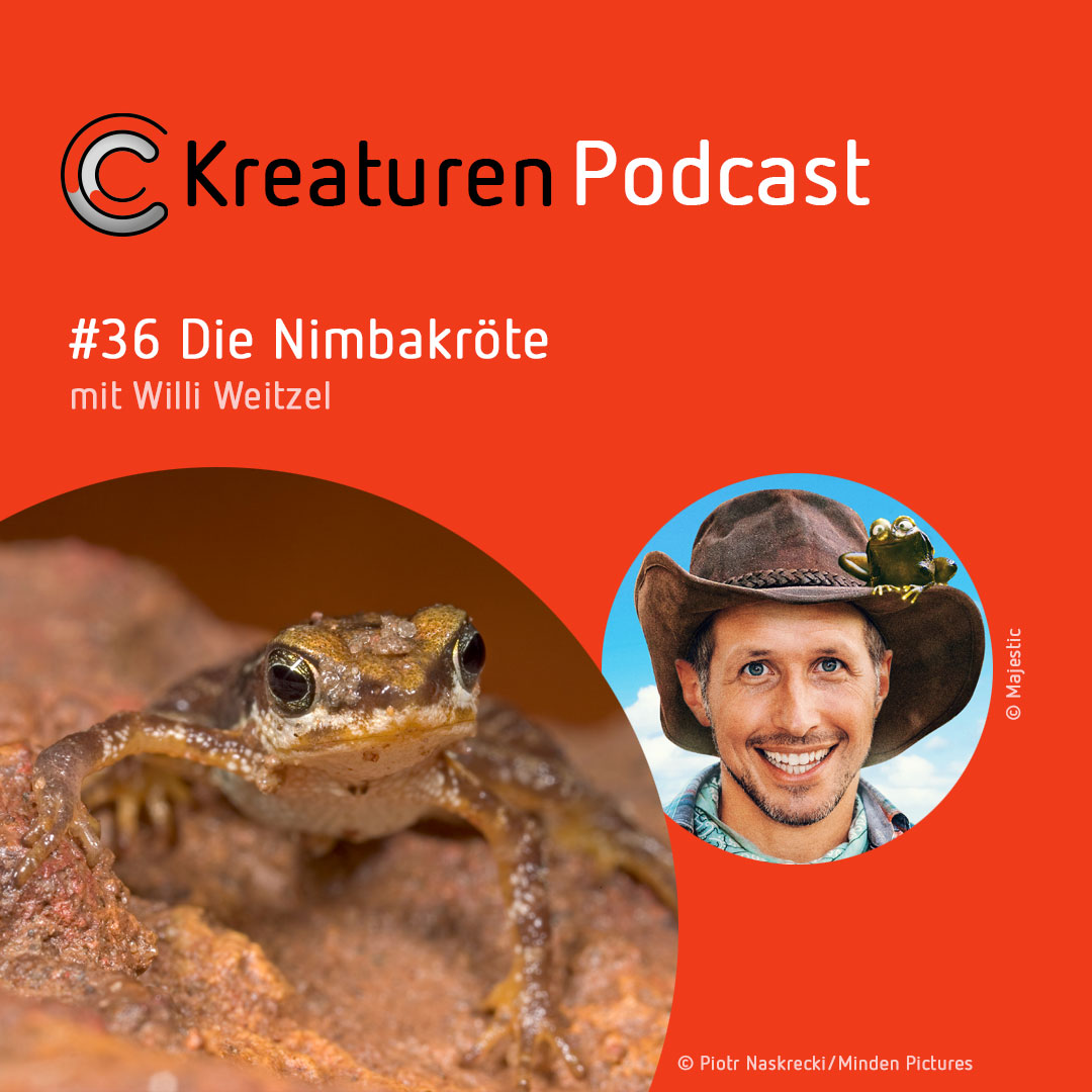 Kreaturen-Podcast – Folge 36: Die Nimbakröte mit Willi Weitzel episode artwork