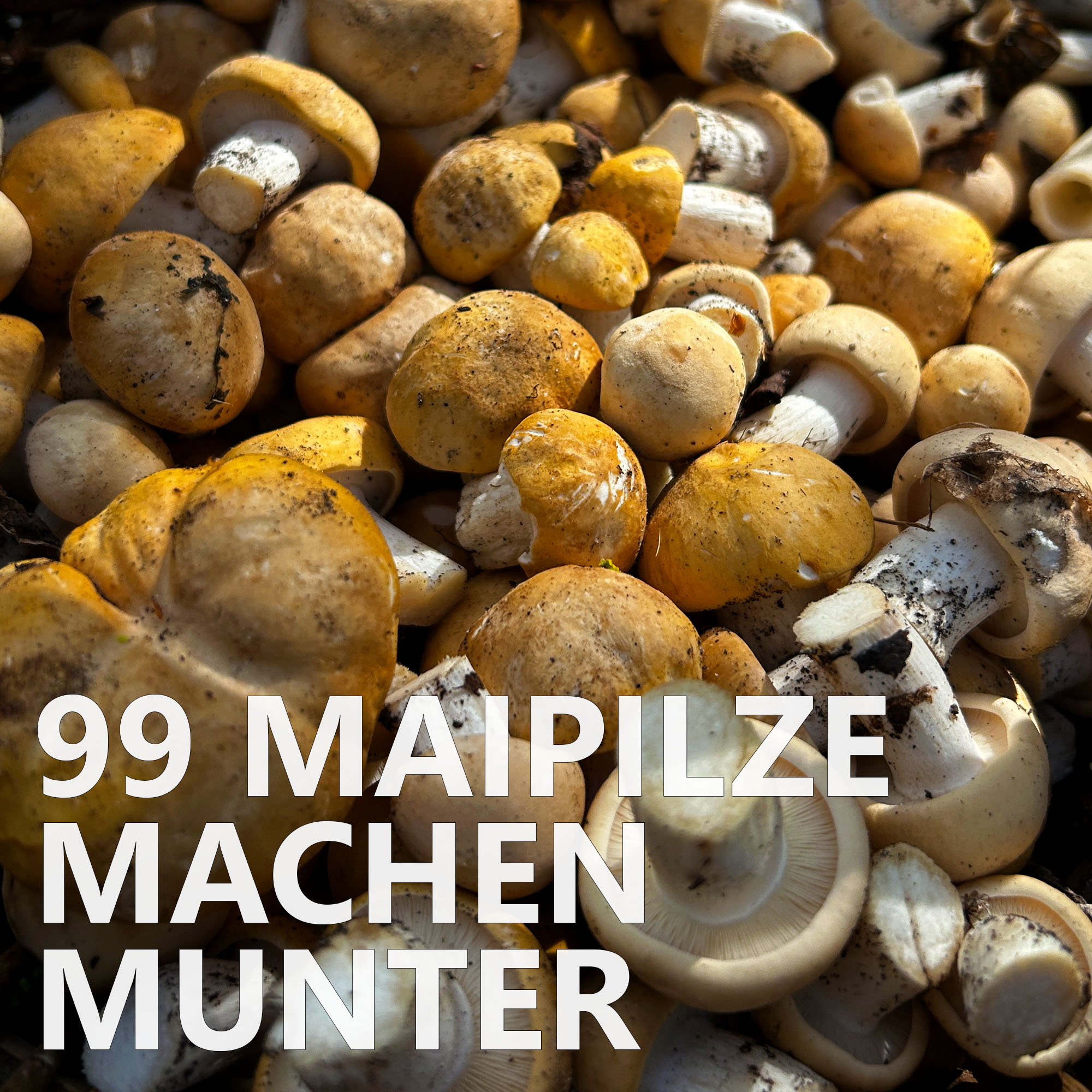 #99 Maipilze machen munter