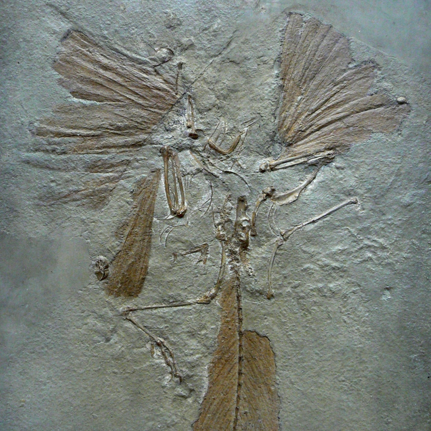 B-003: Der Archaeopteryx - Urvogel aus dem tropischen Süden Deutschlands, mit Dr. Kristina Eck