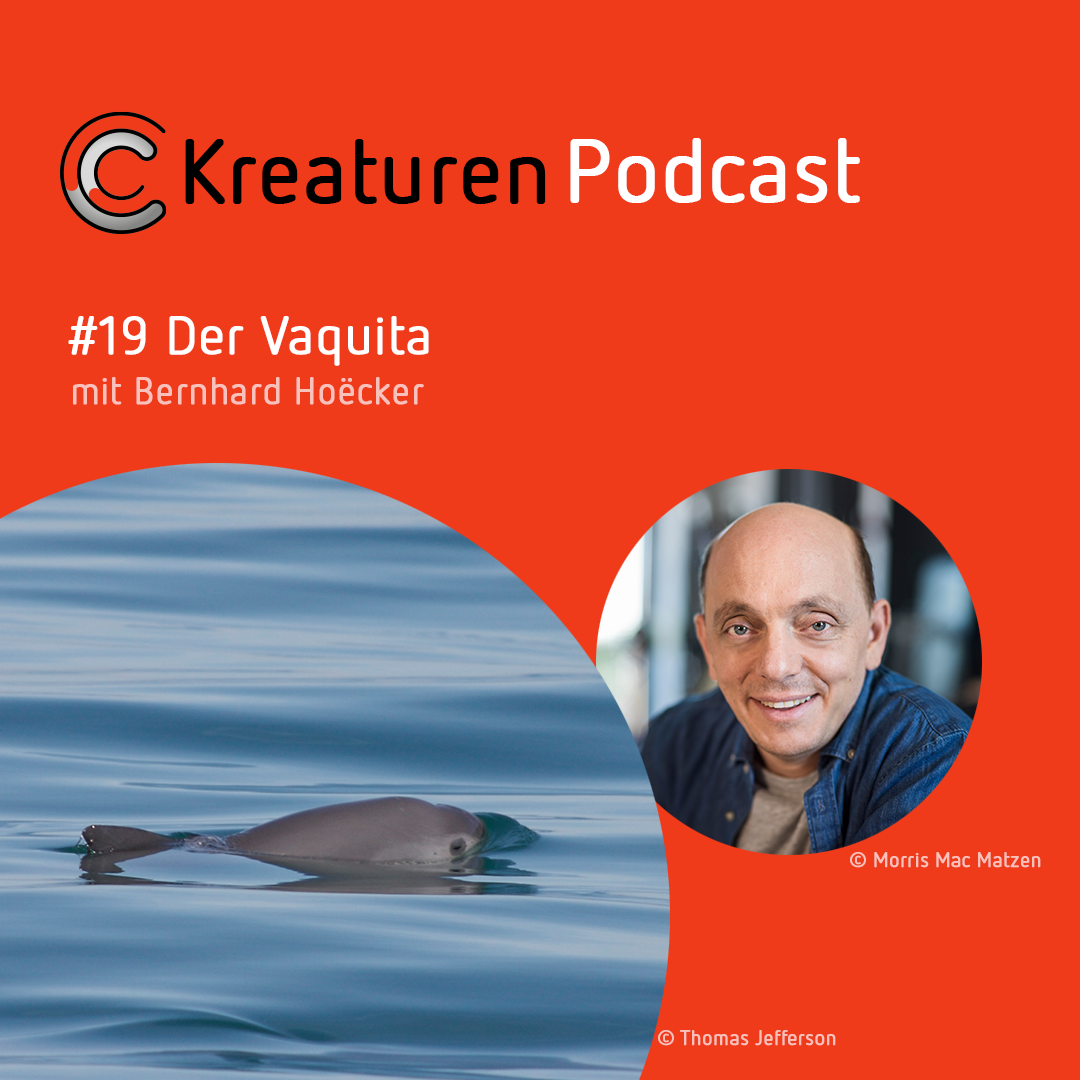 Kreaturen Podcast - Folge 19: Das Vaquita mit Bernhard Hoëcker episode artwork