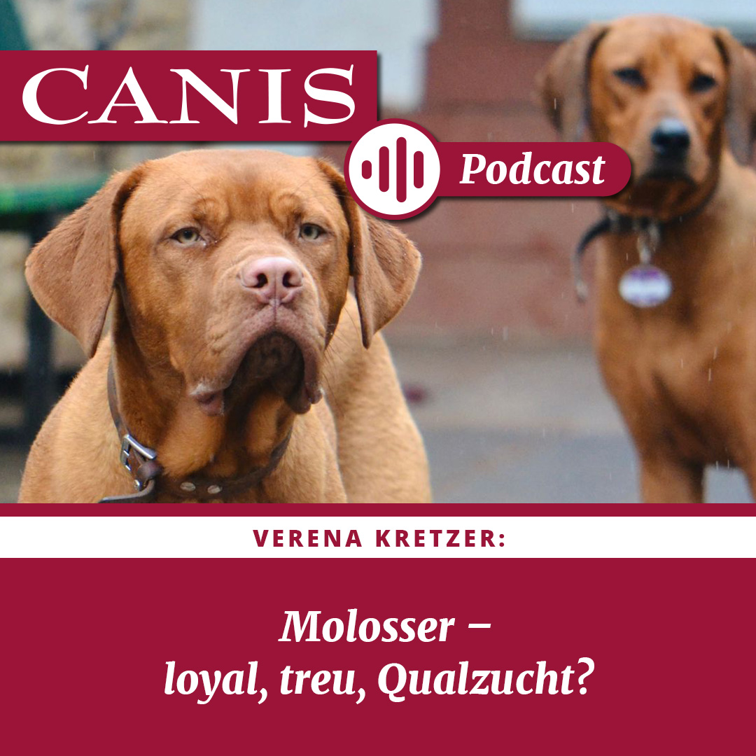 Der CANIS-Podcast – Hundeexpert:innen ausgefragt