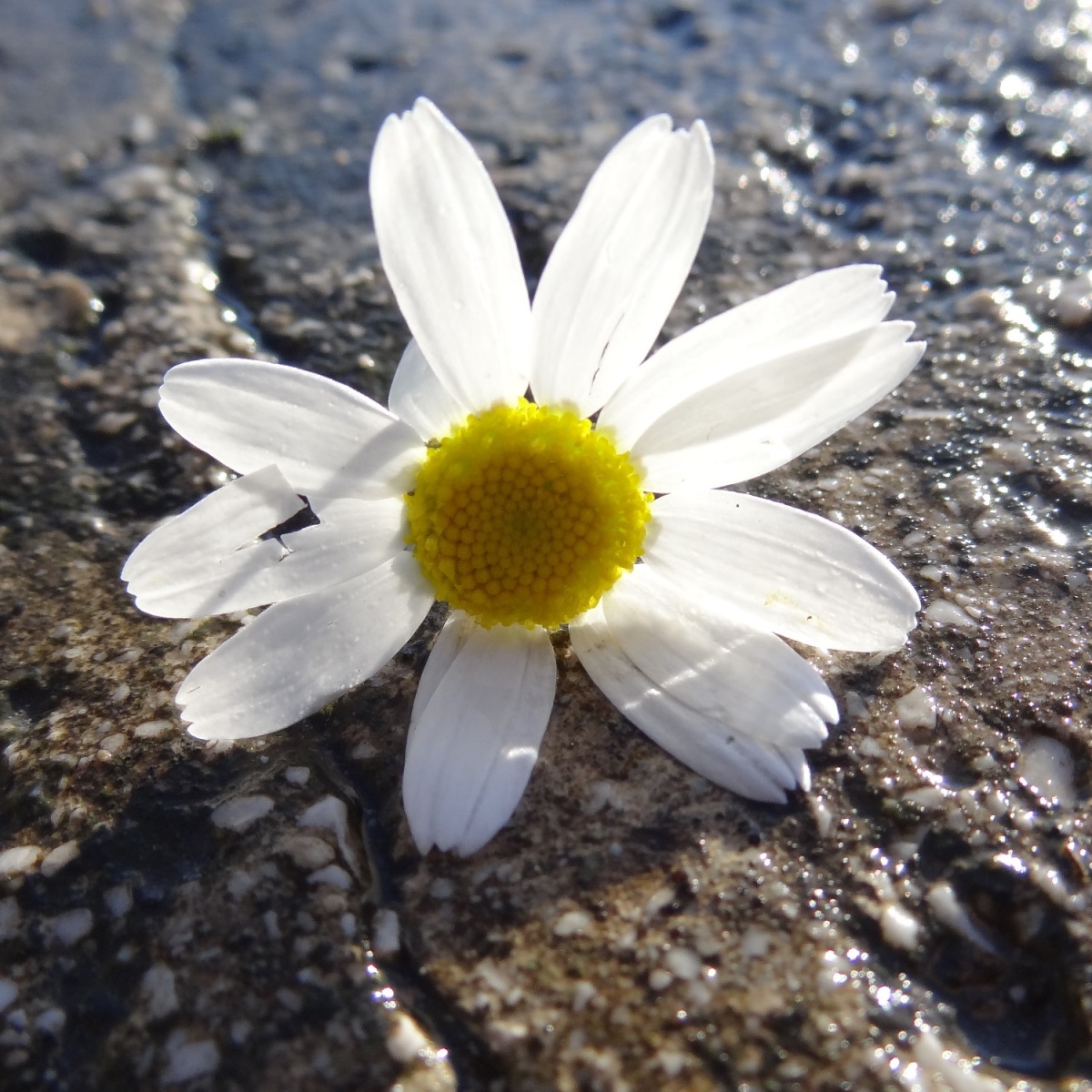 Auries Welt