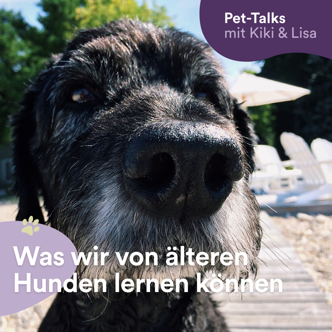 Pet-Talks mit Kiki & Lisa - der Hunde-Podcast von DeineTierwelt