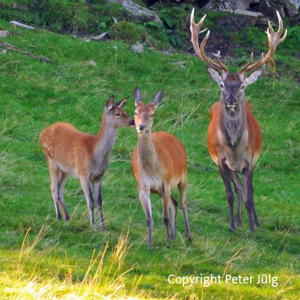Visitblackforest - Der Schwarzwald Podcast