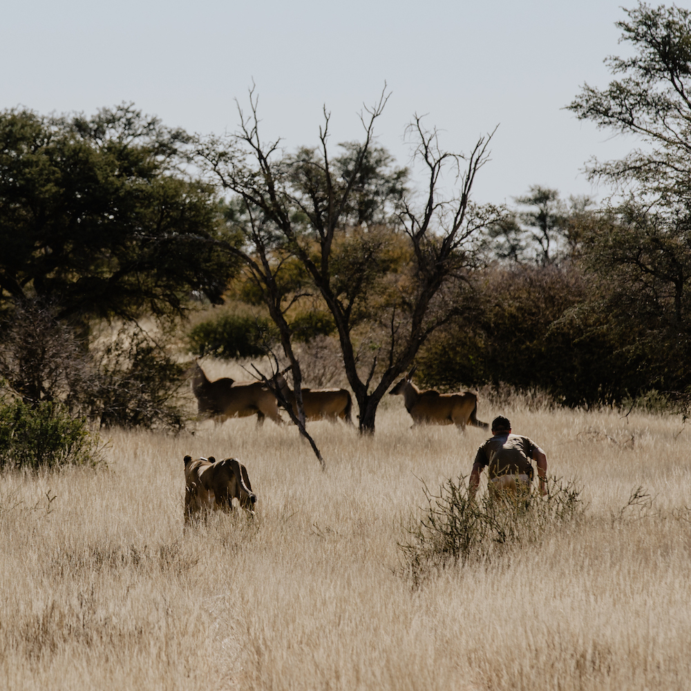 Kalahari Diaries