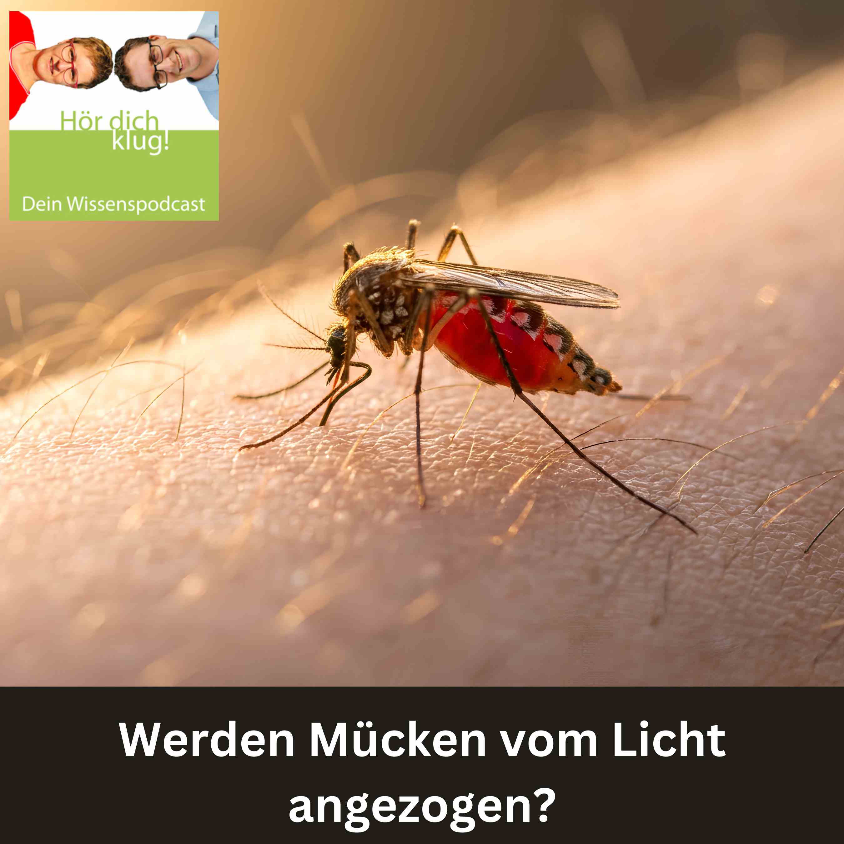 Werden Mücken vom Licht angezogen? episode artwork