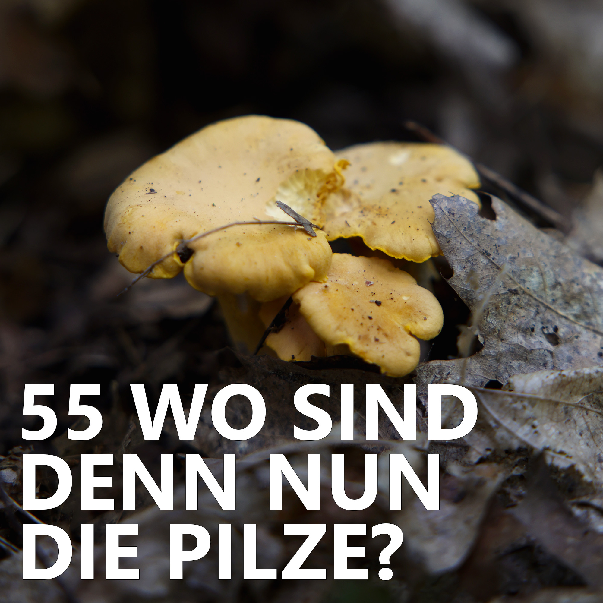 Der Pilzpodcast