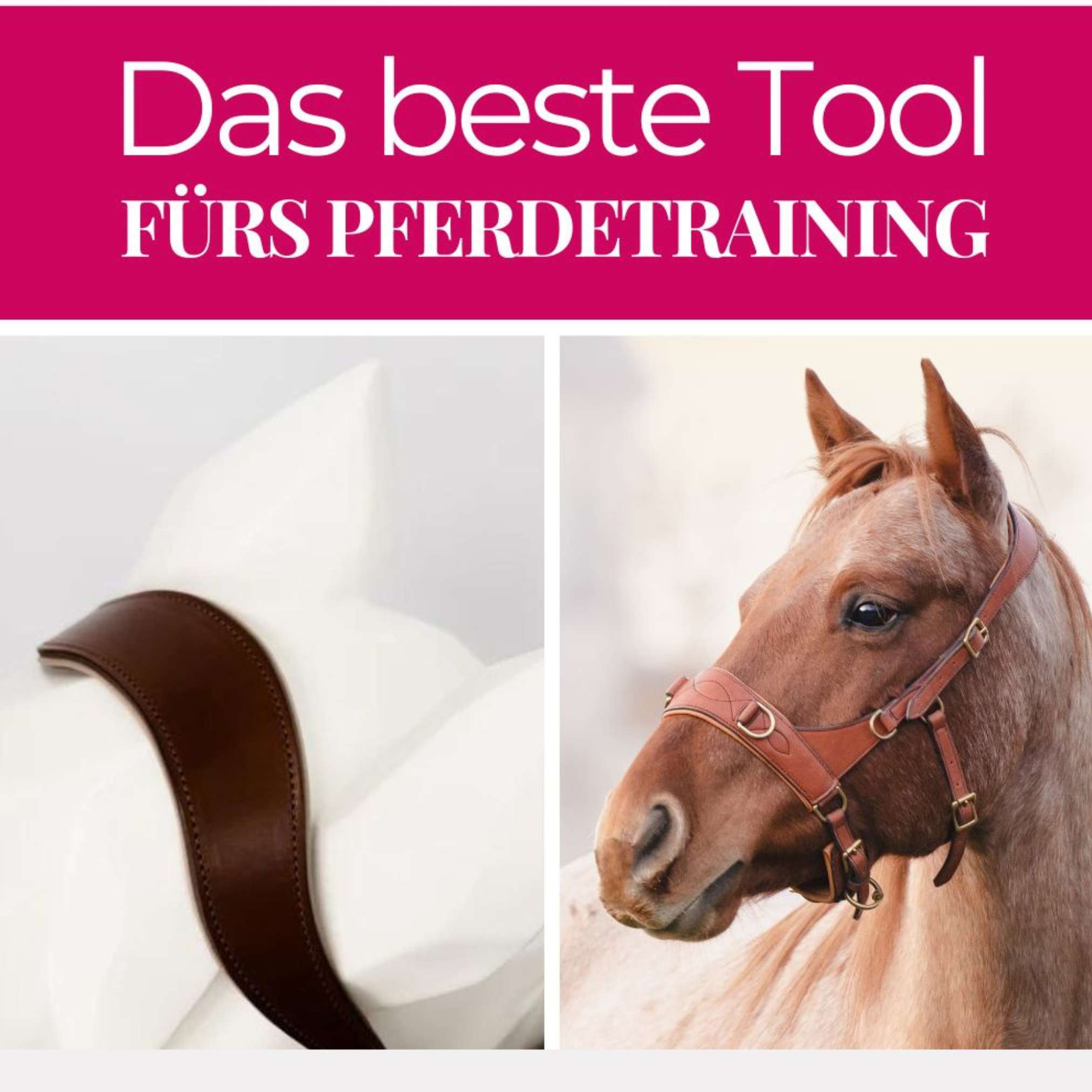 Pferdeflüsterei TO GO! Für Pferdemenschen mit Herz