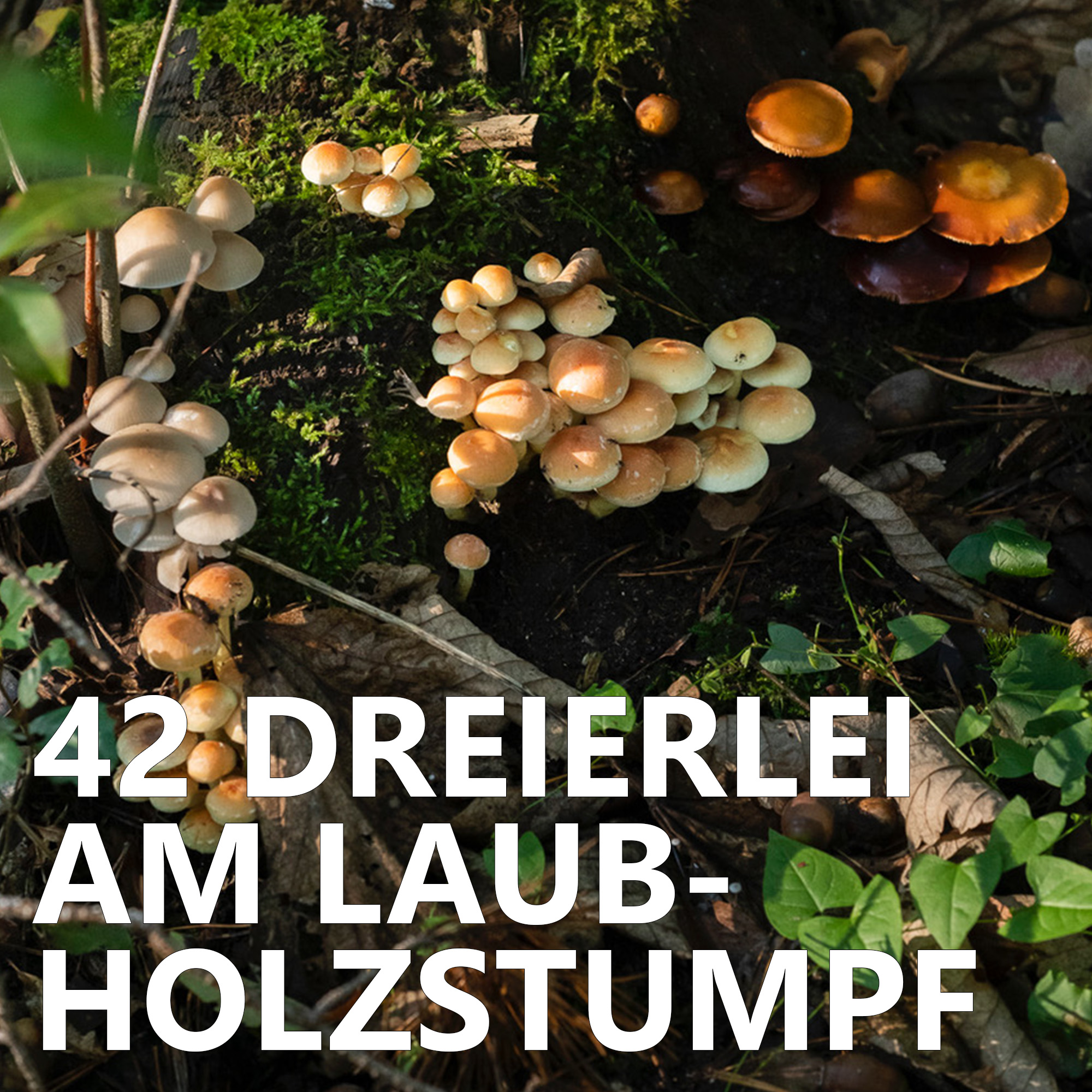 Der Pilzpodcast