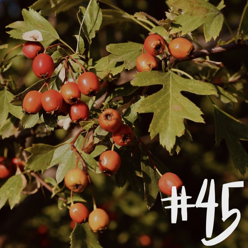 #45 - Cranberry & Rettich episode artwork