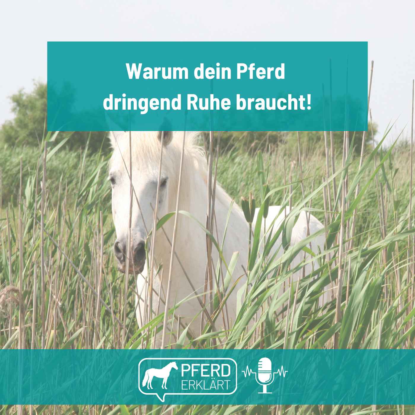 Pferd erklärt