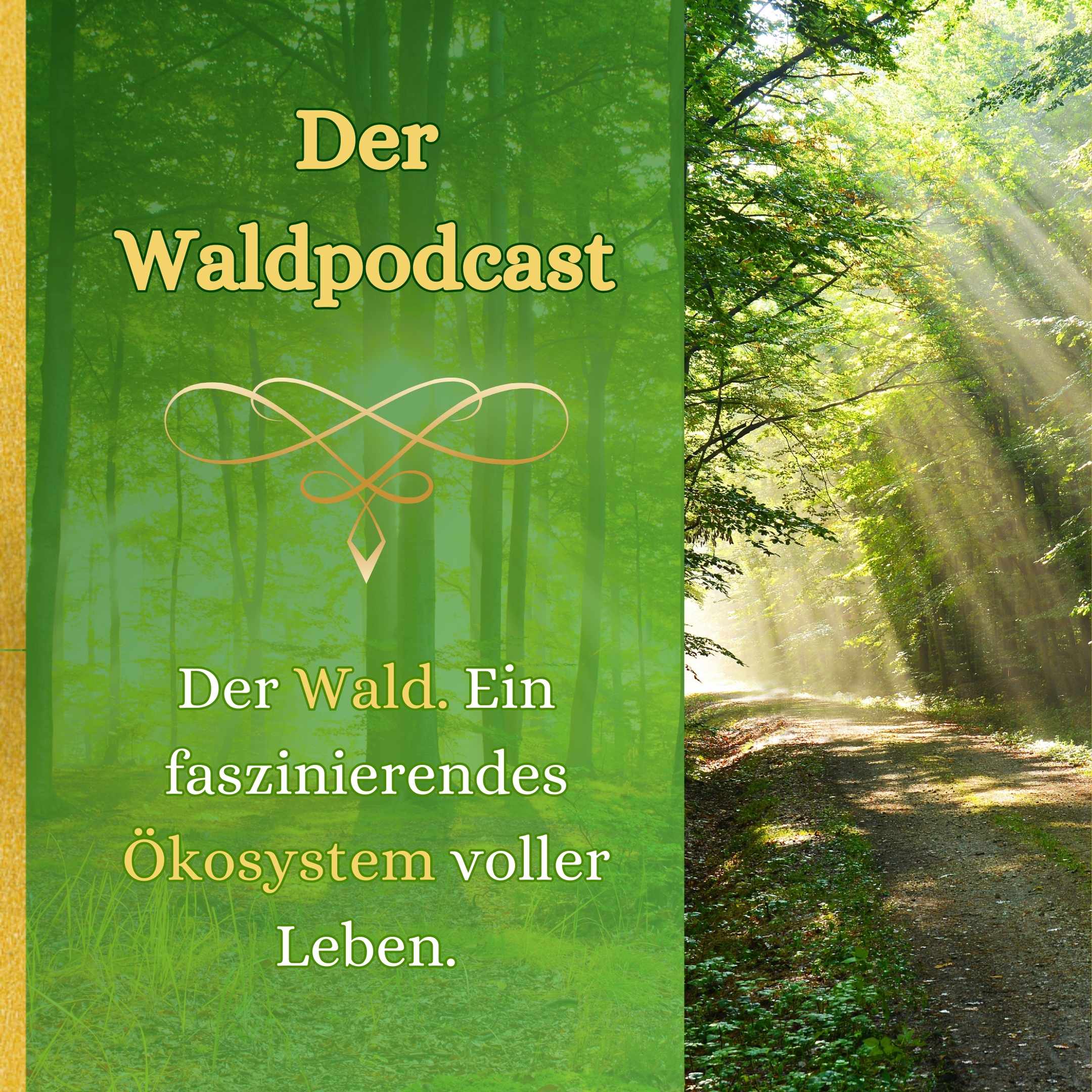 Waldpodcast - für deine innere & äußere Natur