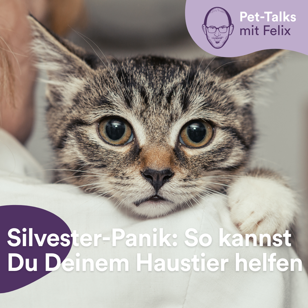 Pet-Talks: Klartext – der Interview-Podcast von DeineTierwelt