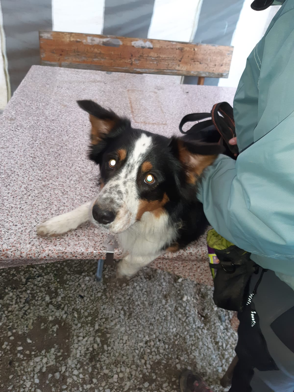 Kalte Schnauze - der Hundepodcast