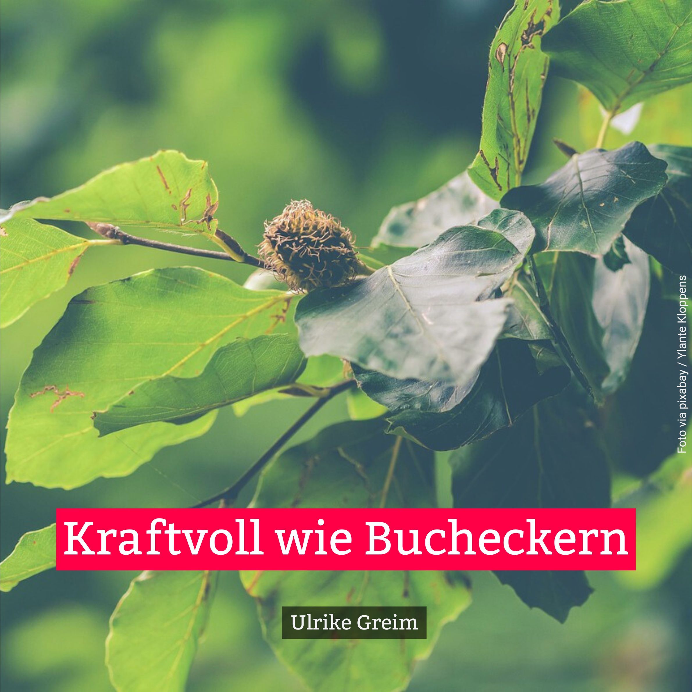 Kraftvoll wie Bucheckern