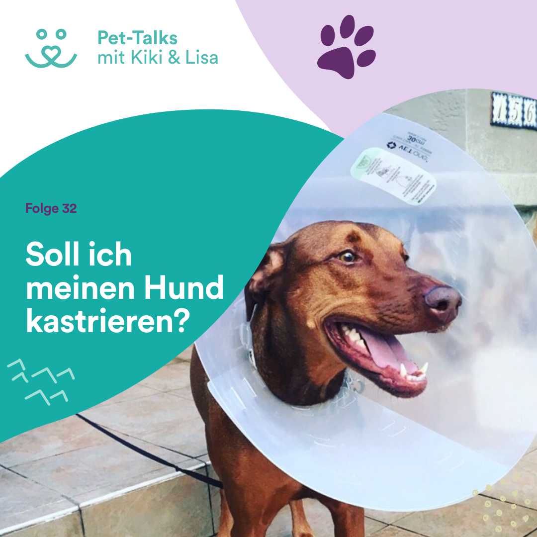 Pet-Talks mit Kiki & Lisa - der Hunde-Podcast von DeineTierwelt