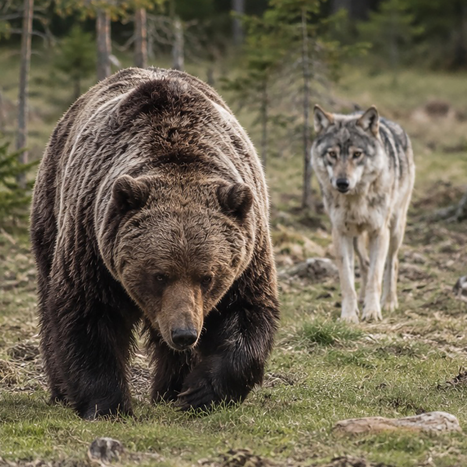 #78 – Wolf und Bär: Warum die Entnahme von Problemtieren ein normaler Vorgang ist episode artwork