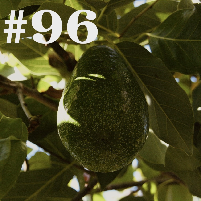 #96 - Avocado - vom Kern zur eigenen Ernte? episode artwork