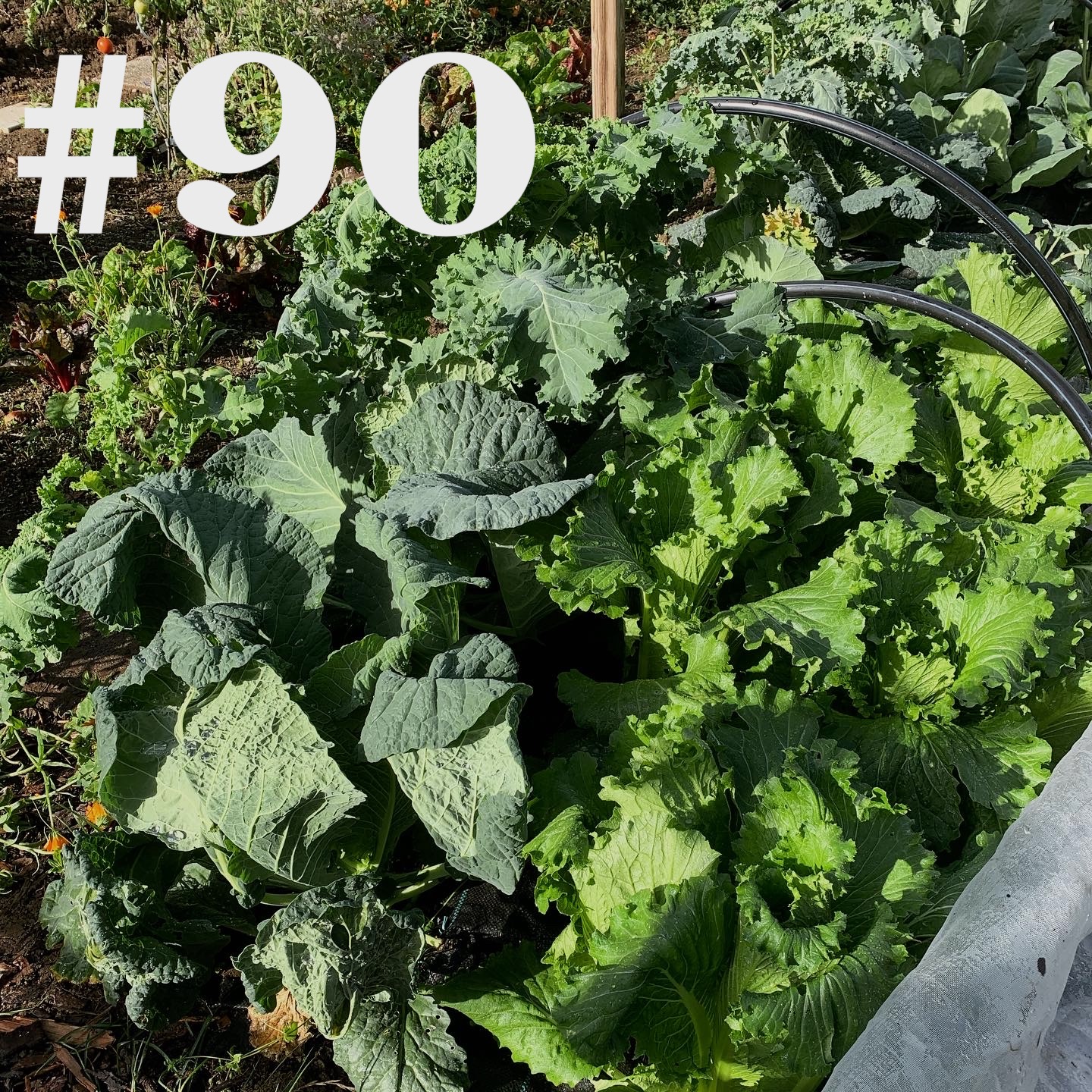 #90 - Gartenrundgang im Garten Ede episode artwork