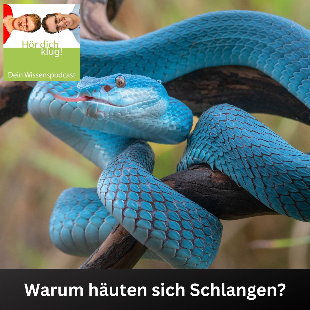 Hör dich klug! - Dein Wissenspodcast