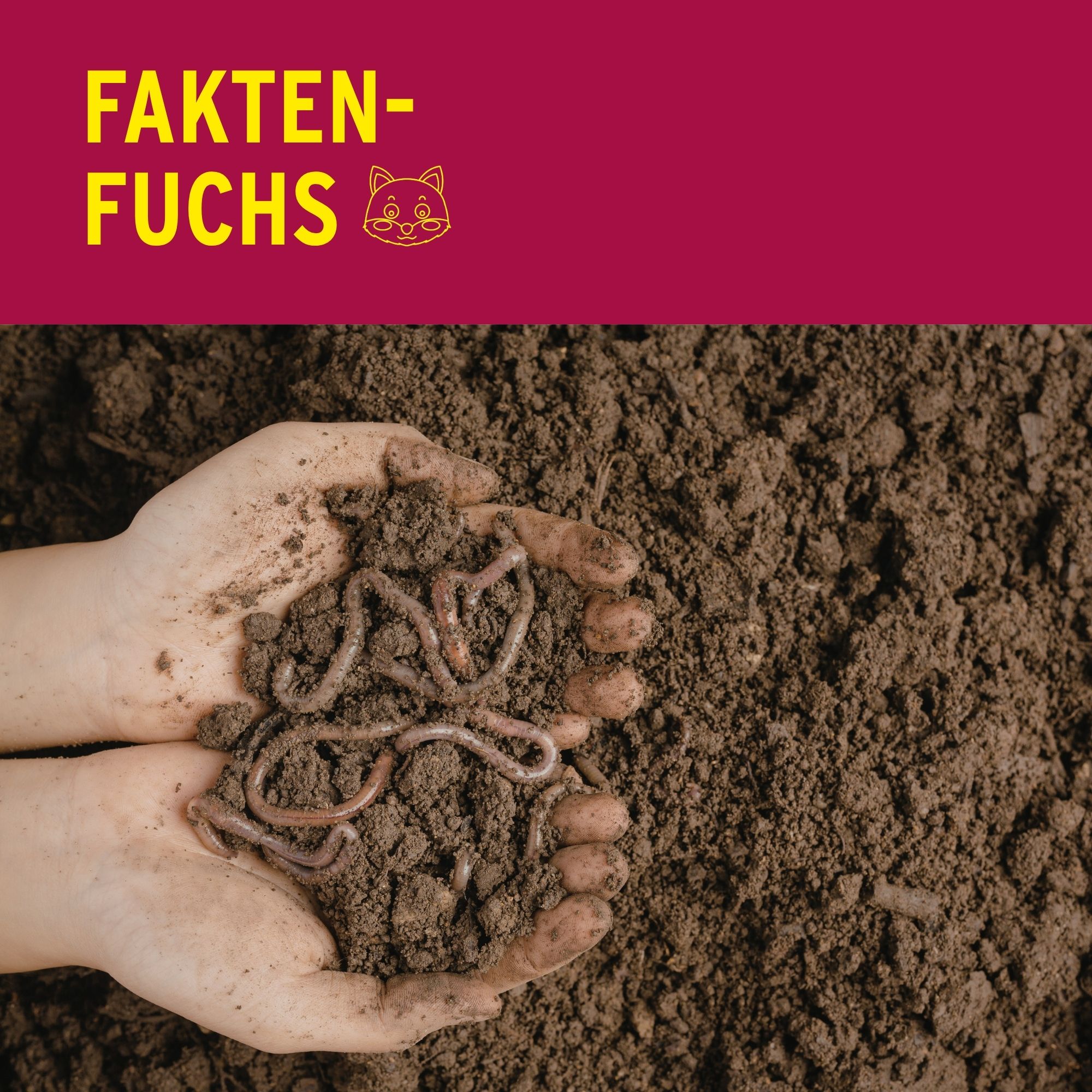 Faktenfuchs: Regenwürmer episode artwork