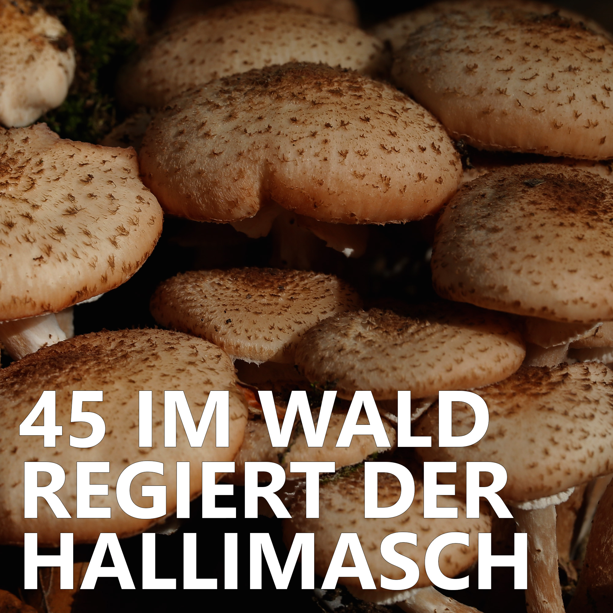Der Pilzpodcast