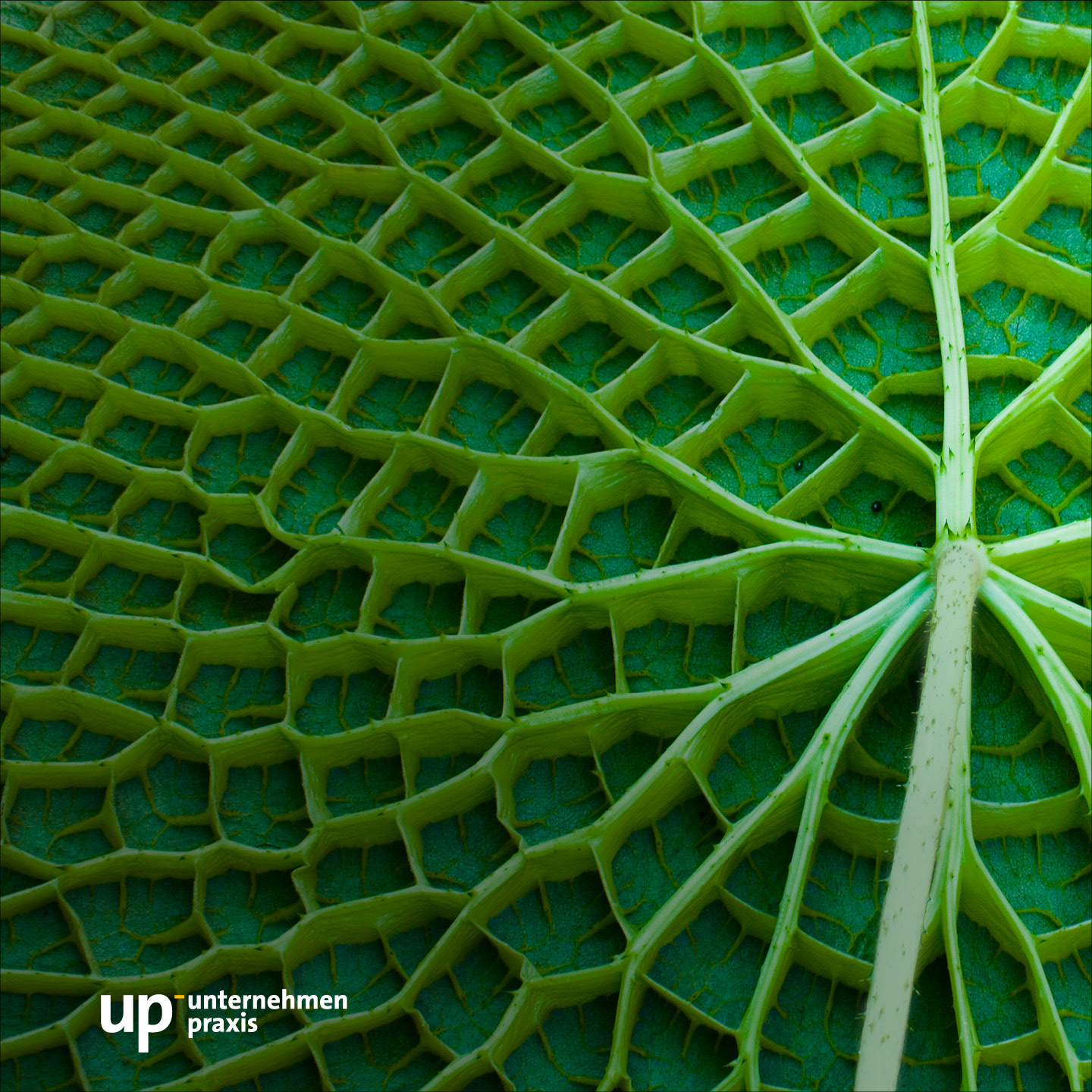 up-podcast – der Podcast rund um Therapie und Praxis