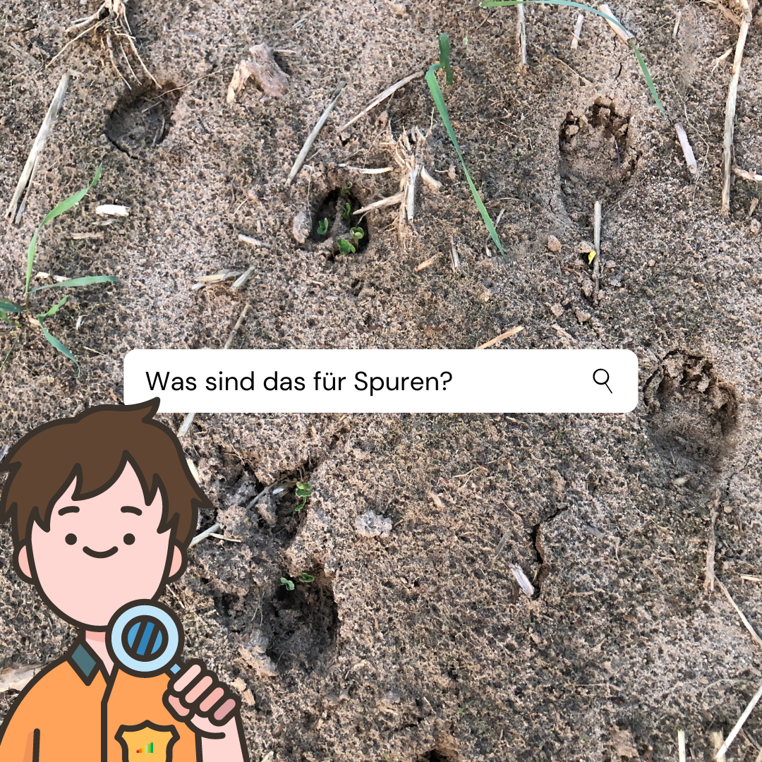 Der Spielwaren Investor - spielend reale Rendite!