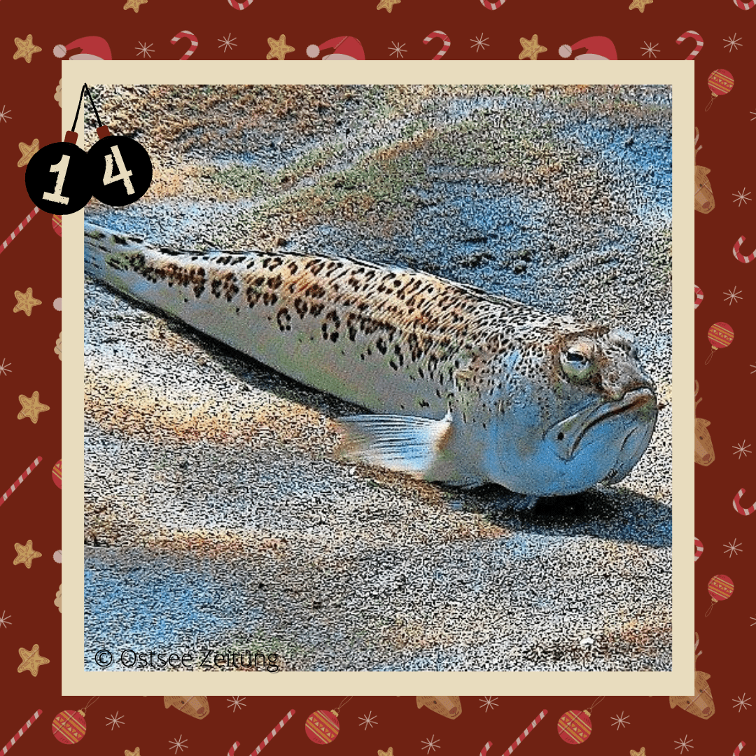 #diedreimjf - Adventskalender 2020 Türchen 14: Petermännchen episode artwork